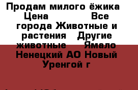 Продам милого ёжика › Цена ­ 10 000 - Все города Животные и растения » Другие животные   . Ямало-Ненецкий АО,Новый Уренгой г.